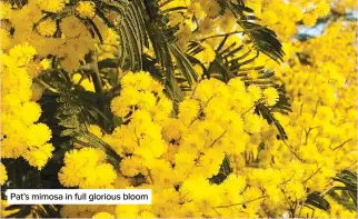 ??  ?? Pat’s mimosa in full glorious bloom