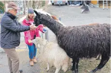  ??  ?? Mit den Schafen und Lamas geht Norbert Schäfer noch zögerlich um. Gemeinsam mit Monika Roef klappt das Füttern.