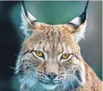  ?? Picture: Getty. ?? A Siberian lynx.