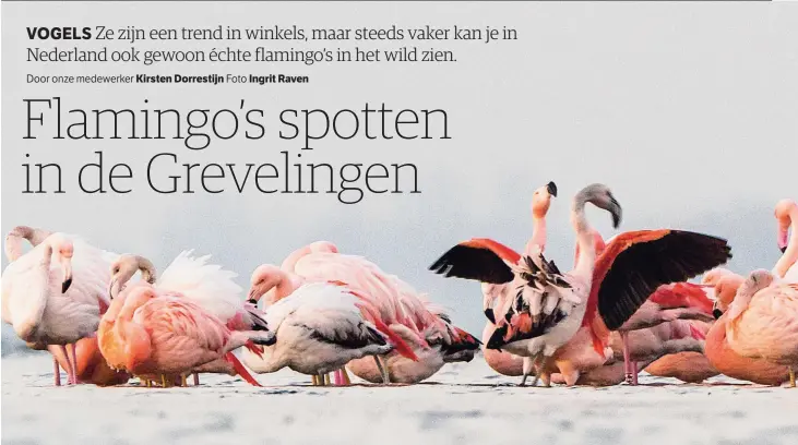  ??  ?? Een stuk of zestig flamingo’s overwinter­en in de Grevelinge­n, op de grens van Zeeland en Zuid-Holland.