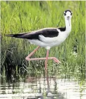  ??  ?? Photo courtesy of Barbara Rabek Galveston FeatherFes­t 2014 celebrates the Black-necked stilt.