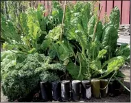  ?? TNS ?? Even a small bed can produce fresh greens for months on end if well fed and watered during the winter.