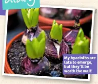  ??  ?? My hyacinths are late to emerge, but they’ll be worth the wait!