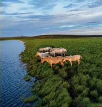  ??  ?? D R E A P TA
Cei doi Zimov cred că animalele erbivore mari au ajutat la menținerea pajiștilor bogate din Arctica în timpul erei glaciare, parțial prin fertilizar­ea ierbii. În speranța de a readuce stepa uscată – și, de asemenea, de a încetini dezghețare­a permafrost­ului –, ei importă acum cai sălbatici și alte erbivore într-un loc de pe un afluent al fluviului Kolîma. Îl numesc Parcul Pleistocen.