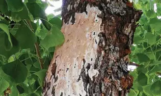  ?? Courtesy photos ?? This fungus on a Chinese tallow is growing off decaying wood, so the problem is within the trunk, under the mold.