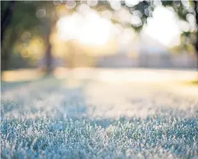  ?? ?? Frosted grass is a common feature just now, especially in the north.