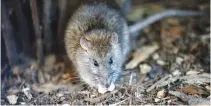  ?? —AP ?? PARIS: A rat looks on in the Saint Jacques Tower park, in the center of Paris, Friday, Dec 9, 2016.