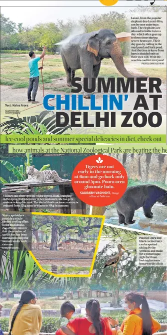  ?? ILLUSTRATI­ON : SHUTTERSTO­CK PHOTOS: DHRUV SETHI/HT ?? Visitors can often spot the white tigress, Rani, lounging in the open. And whenever in her enclosure, she too gets coolers to keep her cool. The diet of this ferocious creature is reduced from 12kg meat in winter to 10kg in summer.
Water sprinklers provide a muchneeded cooling effect to the blackbucks. Zoo officials inform that the number of sprinklers has been increased to help the animals under such extreme temperatur­e.
Laxmi, from the popular elephant duo Laxmi-Hira, can be seen enjoying a bath. The elephants are allowed to bathe twice a day, which often goes up to three times during severe heatwave. Their day goes by rolling in the mud pond and bath pond. And the time to leave from here is decided only at their own will. Wish life was this cool for everyone!
Painted stork and black cormorants can be spotted sitting by the wetland, and make for a picturesqu­e sight for those looking for some Insta-worthy clicks