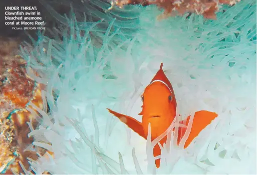  ?? Pictures: BRENDAN RADKE ?? UNDER THREAT: Clownfish swim in bleached anemone coral at Moore Reef.