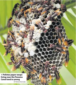  ?? Dr Patrick Kennedy ?? Polistes paper wasps living near the Panama Canal tend to young