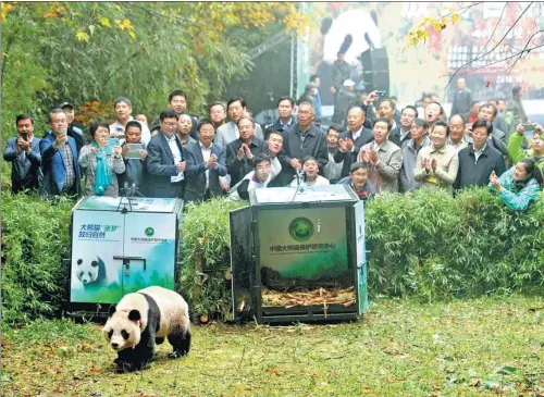  ?? HE HAIYANG / FOR CHINA DAILY ?? Hua Yan and Zhang Meng (in cage), two female giant pandas born in the China Conservati­on and Research Center for the Giant Panda, were released into the wild in Shimian county, Sichuan province, in October.