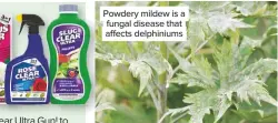  ??  ?? Powdery mildew is a fungal disease that affects delphinium­s