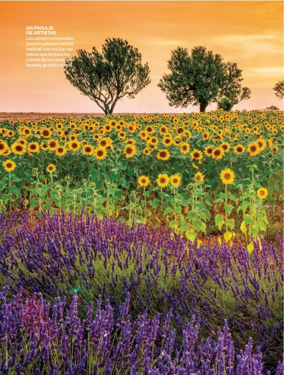  ??  ?? UN PAISAJE DE ARTISTAS
Los campos provenzale­s parecen pinturas hechas realidad, con esa luz casi etérea que destaca los colores de los campos de lavanda, girasol o cereal.