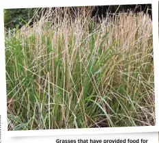  ??  ?? Grasses that have provided food for wildlife over winter can now be cut back