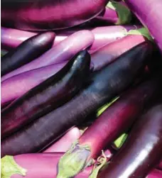  ??  ?? Asian eggplant harvested at the Vineland Research and Innovation Centre.