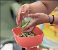  ?? H John Voorhees III / Hearst Connecticu­t Media file photo ?? Jannette Riego de Dios places green beans on a scale at the CityCenter Danbury Farmers Market in 2015.