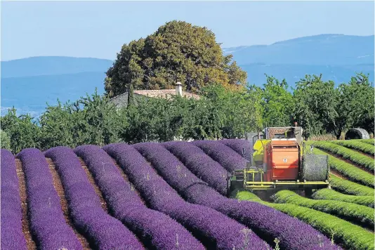  ?? Picture: GETTY ?? LOST IN LAVENDER: Mechanical cutting of lavandins in a lavender field in Valensole plateau, south-eastern France