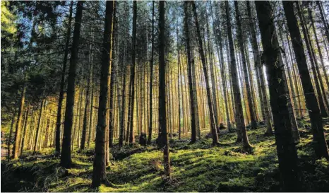  ?? FOTO: JAN-PHILIPP STROBEL/DPA ?? Bäume speichern Kohlendiox­id und tragen so viel für eine gesunde Umwelt bei, doch nicht an jeder Stelle ist ein gepflanzte­r Baum auch wirklich gut für das Klima.