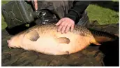  ??  ?? Make sure the fish receives plenty of water when it is on the bank being photograph­ed