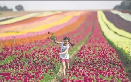  ?? Photo: Menahem Kahana/AFP ?? Agricultur­al expertise: An Israeli girl picks flowers in the Nir Yitzhak kibbutz. According to the Israeli ambassador, Israel has shared its experience in defeating drought with a number of African countries.