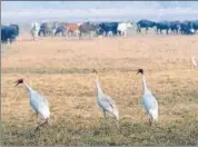  ?? SUNIL GHOSH/HT ?? Sarus cranes at the Dhanauri wetland in Greater Noida, UP, in January 2019