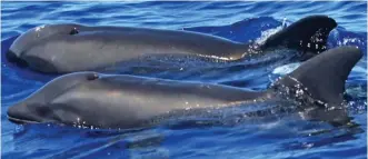  ??  ?? Rarity: The ‘wholphin’, front, swims beside a melon-headed whale off Hawaii