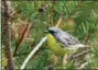  ?? JOHN FLESHER — THE AP FILE ?? A Kirtland’s warbler perches on a branch in the jack pine forests of northern Michigan near Mio, Mich.