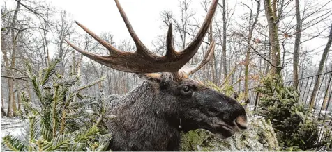  ?? Fotos: Václav Äálek, CTK, dpa; Christian Gall ?? Ein Elch sieht ein bisschen aus wie ein Hirsch, wird aber viel größer. Die Tiere leben in nördlichen Gebieten, weil sie an kalte Temperatur­en gewöhnt sind. Darum fühlen sie sich in Ländern wie Norwegen und Schweden wohl.