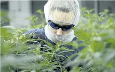  ?? SEAN KILPATRICK/THE CANADIAN PRESS ?? Workers produce medical marijuana at Canopy Growth Corporatio­n’s Tweed facility in Smiths Falls, Ont., on Monday.