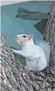  ?? PENNY SHELLHORN-SCHUTT/
COURTESY ?? Penny Shellhorn-Schutt took photos of a white squirrel that she saw in Brevard County.
