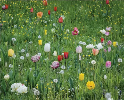  ??  ?? Above ‘West Point’ (yellow, lily-flowered tulip with pointed petals), the yellow ‘Golden Apeldoorn’ (a Darwin hybrid crossed with the wild Tulipa fosteriana) and ‘Flaming Purissima’ (a Fosteriana tulip, creamy-white with pink).