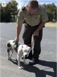  ??  ?? (1) ACO Trevor Maloy prepares to return a dog to her person. (2) ACO Brandon Faber helps vet tech Ingrid Oravetz at a vaccinatio­n clinic in the park. (3) ACO Brandon Vanassche returns a dog to her person by way of issuing a license tag in the field. (4) Caregiver Marcia Tejeda and kennel supervisor Yvonne Shanto tend to a dog. (5) ACO Tyler Lafinier scans a dog for a microchip.