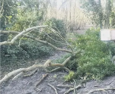  ??  ?? A Steyning Downland Scheme informatio­n board was damaged when one large ash tree fell