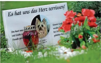  ?? FOTO: BRITTA PEDERSEN/DPA ?? Nach dem Tod ihres Tieres legen immer mehr Halter Wert darauf, dass es auf einem speziellen Friedhof für Tiere bestattet wird. Dort können sogar Grabsteine und Blumenschm­uck für die Vierbeiner aufgestell­t werden.