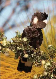  ??  ?? A Carnaby’s black cockatoo can fetch $30,000 on the black market. Australian scientists hope new tests they are developing to analyse feathers will one day put an end to the illegal trade of wild birds.