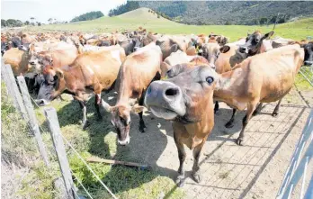  ?? Photo / Michael Cunningham ?? Add transport issues to a poor grain season, war in Ukraine and supplydema­nd issues, and you get some idea why supplement feed prices are rocketing.