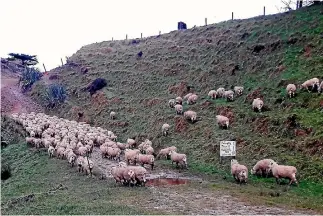  ?? PHOTO: JOYCE WYLLIE ?? Lambs return to the paddock with clean rear ends.