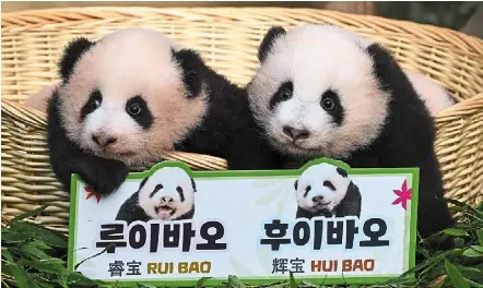 South Korea names its twin pandas - PressReader