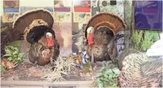  ?? / MILWAUKEE JOURNAL SENTINEL ?? Full-body mounts of six types of wild turkeys as well as educationa­l materials and audio recordings are in The Traveling Turkeys exhibit.