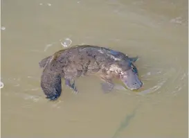  ??  ?? DELWP is urging local residents not to use opera house nets in public waters which can trap and kill platypus. It follows the death of a platypus in a net left unattended in Tarra River, South Gippsland.