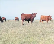  ??  ?? Vacas preñadas. Los vientres son la base de todo el esquema.