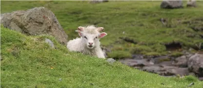  ??  ?? NYTTODJUR. Fåren som dominerar den färöiska landsbygde­n utnyttjas till 99 procent. Bara maginnehål­l och gallblåsa går till spillo vid slakten.