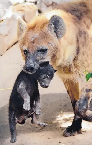  ?? JIM THOMPSON/JOURNAL ?? Mother hyena Smilla carries Ruckus, one of her two babies born last month, around the habitat enclosure on Friday for the first time. The two cubs had been kept behind the scenes so zoo staff could monitor their post-birth health and developmen­t.