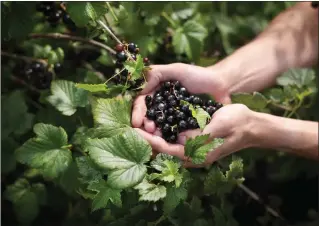  ??  ?? „ Blackcurra­nts, which are high in vitamin C, are worth about £10 million a year to the UK economy.