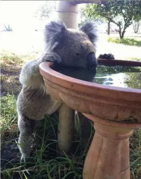  ?? REUTERS PIC ?? A koala drinking from a bird bath at a rural property in Gunnedah, Australia.