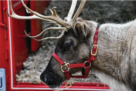  ?? Billy Calzada / Staff photograph­er ?? A reindeer named Holly prepares to meet children at Northwest Hills United Methodist Church. Holly is one of four reindeer with the nonprofit Zoomaginat­ion.