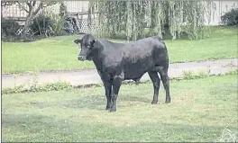  ?? SUFFOLK COUNTY POLICE DEPARTMENT VIA AP ?? Despite efforts to lure an escaped 1,500-pound bull with food or a cow, the bull remains on the loose on Long Island, N.Y.