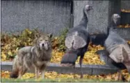  ?? JOSH HARRISON VIA AP ?? In this 2016photo provided by Josh Harrison, a coyote stares down wild turkeys in Mount Auburn Cemetery in Cambridge, Mass.