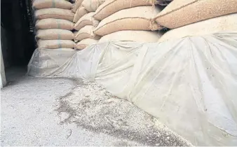  ??  ?? Low-quality rice stored at a state warehouse in Ayutthaya province. The government has opened bids to sell over 3 million tonnes of grain unfit for human consumptio­n.