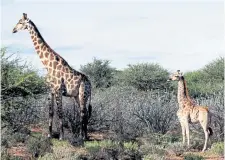  ?? Emma Wells, via © The New York Times Co. ?? A dwarf giraffe, right, with an adult male in Namibia.